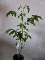 Black Cherry.webp