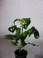 Balkonstar.webp