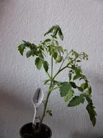 Himbeerrose.webp