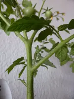 Himbeerrose Geiztrieb.webp