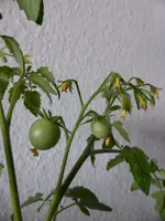 Himbeerrose Früchte.webp