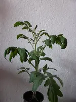 Green Cherry.webp
