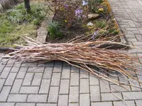 Schnittgut Trompete1.jpg