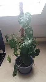 20180311_102020.webp
