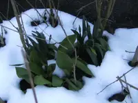 BILD9052.webp