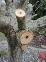 IMG_20180326_134352.jpg