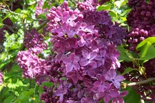 100_3832.webp