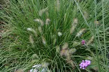 Graeser0707.webp