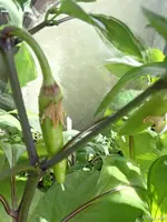 c038.webp