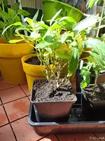 c041.webp