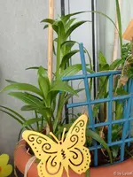 c042.webp