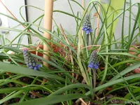 c043.webp