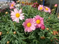 c045.webp