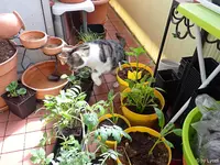 c046.webp