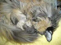 IMGP5967.webp