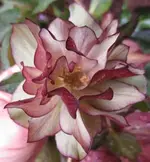 129_2073 - Kopie.webp