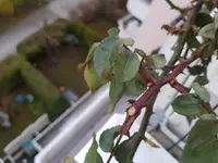 2018-03-27 19.12.08.webp