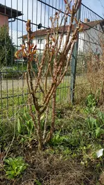 Rosenschnitt 2.webp