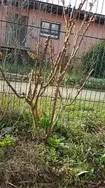 Rosenschnitt1.webp