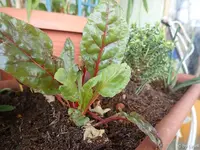 c049.webp