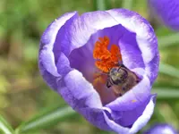 Biene im Krokus1.webp