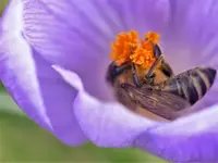 Biene im Krokus2.webp