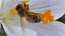 Biene im Krokus3.webp