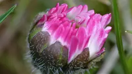 Gänseblümchen 2.webp