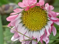 Gänseblümchen.jpg