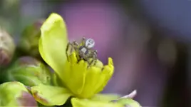 Mahonie mit Spinnchen.webp