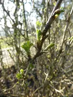 P1090332Stachelbeere.webp