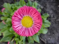 P1090310Masliebchen.webp