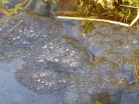 P1090288Froschlaich.webp