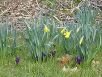 P1090266Krokus und Narzisse.webp