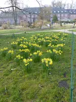 P1090264Narzissenwiese.webp