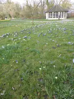 P1090260Krokuswiese.webp