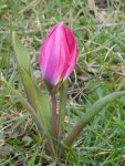 P1090258Wildtulpe.jpg