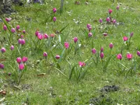 P1090335Tulpen.webp