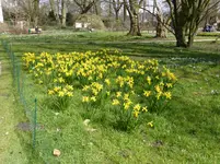P1090337Narzissen.webp