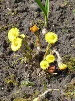P1090339Huflattich.webp