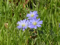 P1090341blaue Anemone.webp