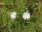 P1090342weiße Anemone.jpg