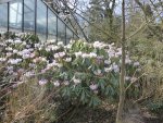 P1090346Rhododendron.jpg