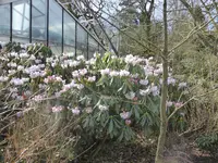 P1090346Rhododendron.webp