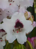 P1090347Rhodo Einzelblüte.webp