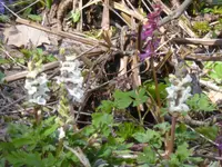 P1090350Lerchensporn.webp