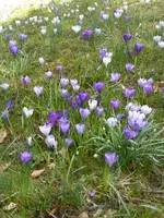 P1090359letzte Krokusse.webp