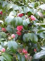 P1090360Kamelie.webp