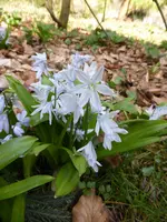 P1090363Blaustern.webp