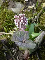 P1090378Pestwurz.webp